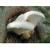 Мицелий Вешенки дубовой (Pleurotus dryinus) Мицелий Вешенки дубовой (Pleurotus dryinus)